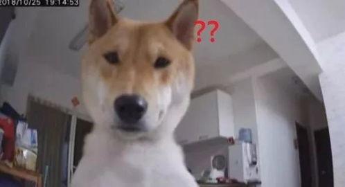 娱乐吃瓜酱监控小狗,小狗日常萌态大曝光! 第2张 娱乐吃瓜酱监控小狗,小狗日常萌态大曝光! 第2张