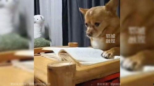 娱乐吃瓜酱监控小狗,小狗日常萌态大曝光! 第3张 娱乐吃瓜酱监控小狗,小狗日常萌态大曝光! 第3张