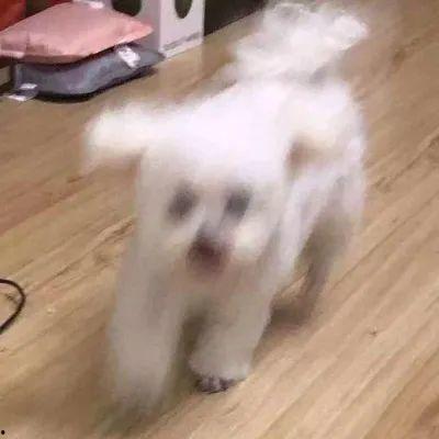 娱乐圈吃瓜小狗是谁啊,揭秘神秘“吃瓜群众”身份 第2张 娱乐圈吃瓜小狗是谁啊,揭秘神秘“吃瓜群众”身份 第2张