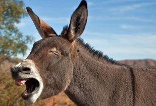 娱乐吃瓜酱驴叫,揭秘娱乐圈那些鲜为人知的幕后故事 第2张 娱乐吃瓜酱驴叫,揭秘娱乐圈那些鲜为人知的幕后故事 第2张