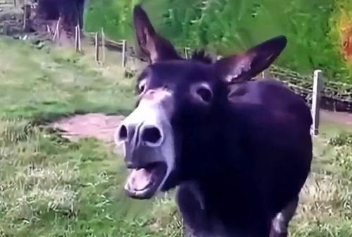 娱乐吃瓜酱驴叫,揭秘娱乐圈那些鲜为人知的幕后故事 第3张 娱乐吃瓜酱驴叫,揭秘娱乐圈那些鲜为人知的幕后故事 第3张