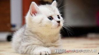 吃瓜娱乐绿茶猫,揭秘娱乐圈背后的秘密 第3张 吃瓜娱乐绿茶猫,揭秘娱乐圈背后的秘密 第3张