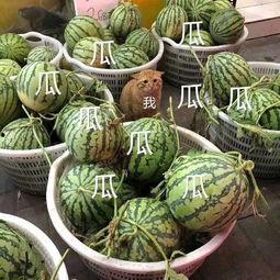 吃瓜娱乐公司,揭秘娱乐圈幕后那些事儿 第3张 吃瓜娱乐公司,揭秘娱乐圈幕后那些事儿 第3张