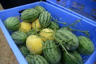 吃瓜群的链接,网络热议背后的真相与趣味 第1张 吃瓜群的链接,网络热议背后的真相与趣味 第1张